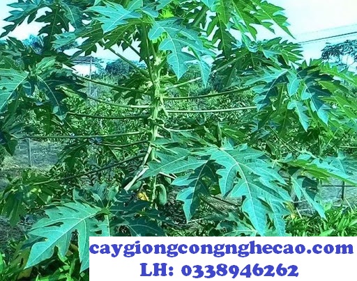 Cung cấp cây giống: Đu Đủ Đài Loan