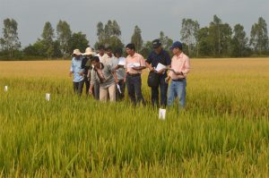 Kiên Giang đánh giá giống lúa cao sản vụ ĐX 2017-2018