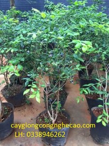 Cung cấp cây giống: Việt Quất Đen